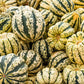 25 SWEET DUMPLING SQUASH Orange Winter Delicata Cucurbita Maxima Vegetable Seeds