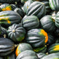 50 Table Queen ACORN SQUASH Winter Cucurbita Pepo Vegetable Seeds
