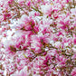 5 SAUCER MAGNOLIA x Soulangeana Denudata & Liliiflora 5 - 10" Pink & White Flower Tulip Tree Seeds