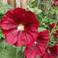 25 DARK RED HOLLYHOCK Alcea Rosea Flower Seeds Perennial