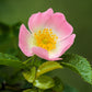 15 Pink WOOD'S ROSE Bush Mountain Rose Rosa Woodsii Fragrant Flower Seeds