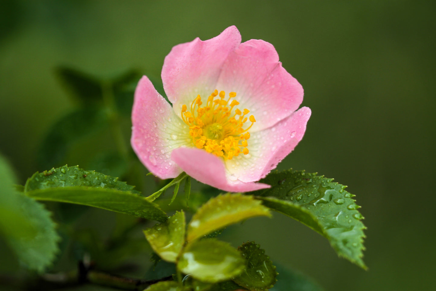 15 Pink WOOD'S ROSE Bush Mountain Rose Rosa Woodsii Fragrant Flower Seeds