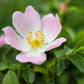 15 Pink WOOD'S ROSE Bush Mountain Rose Rosa Woodsii Fragrant Flower Seeds