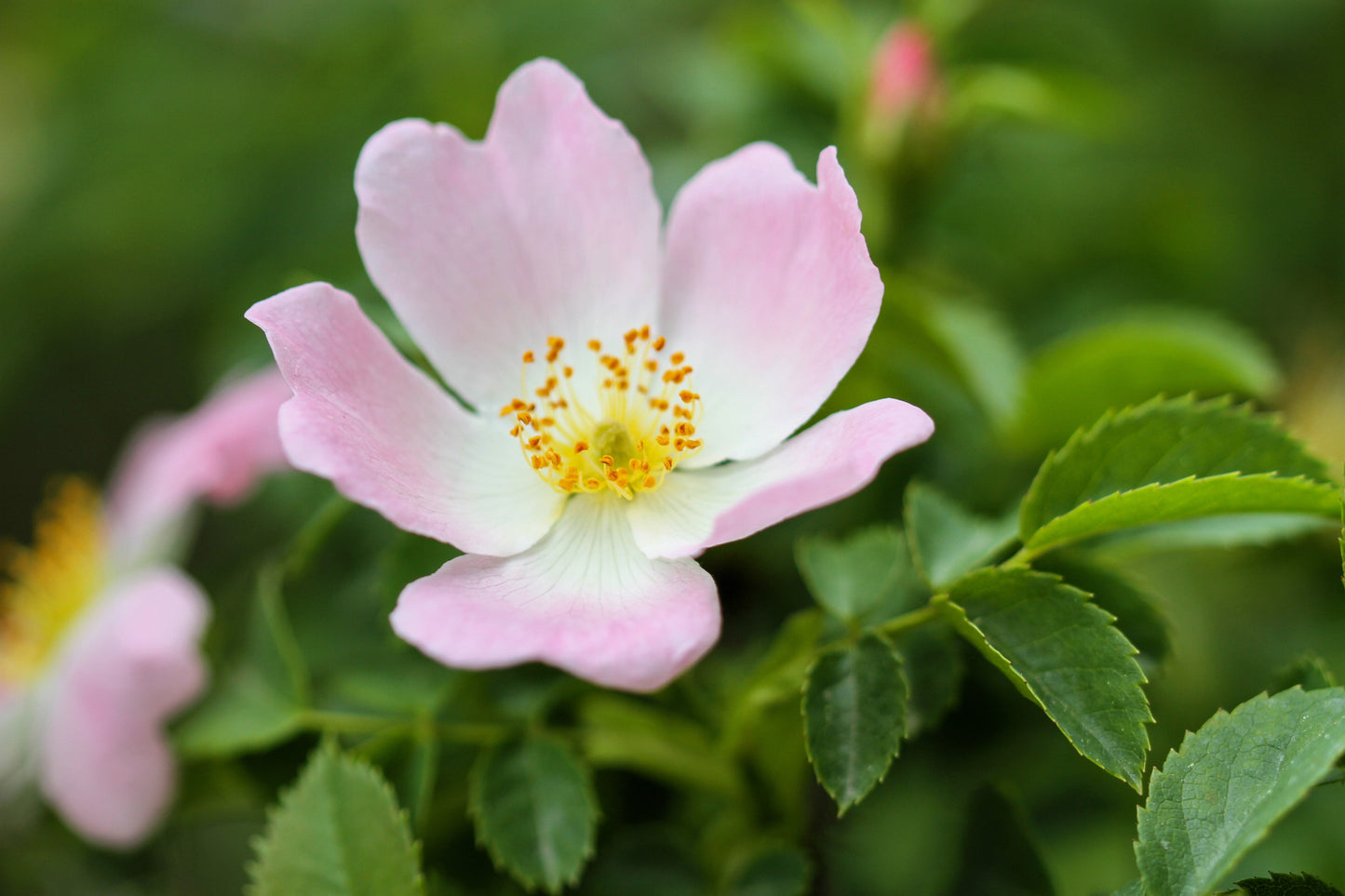 15 Pink WOOD'S ROSE Bush Mountain Rose Rosa Woodsii Fragrant Flower Seeds