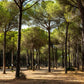 5 Pine Nut ITALIAN STONE PINE Pinus Pinea Umbrella Tree Seeds