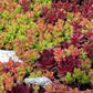 150 MIXED SEDUM Stonecrop Succulent Groundcover Red White Yellow Pink Purple Flower Seeds