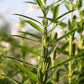 1500 Organic SESAME SEED Sesamum Indicum White Flower Vegetable Bread Seeds