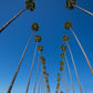30 CALIFORNIA FAN PALM Tree Petticoat Arizona Desert Washingtonia Filifera Seeds