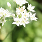 20 RAMP / WILD LEEK Allium Tricoccum Ramps Vegetable Herb White Shade Flower Seeds