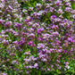 500 EVENING ( night ) SCENTED STOCK Matthiola Longipetala Bicornis Flower Seeds