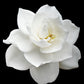 50 GARDENIA Jasminoides / CAPE JASMINE Fragrant White Shrub Houseplant Flower Seeds