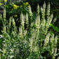 200 WHITE MIGNONETTE Reseda Alba Very FRAGRANT Flower Seeds