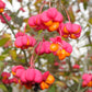 25 EUROPEAN SPINDLE TREE Euonymus Europaeus Spindletree Pink & Orange Flower Shrub Seeds