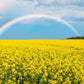 500 OLD FASHIONED MUSTARD Ragged Edge Brassica Juncea Vegetable Seeds