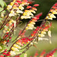 10 FIRECRACKER VINE Flower Mina Lobata Exotic Love Spanish Flag Ipomoea Seeds