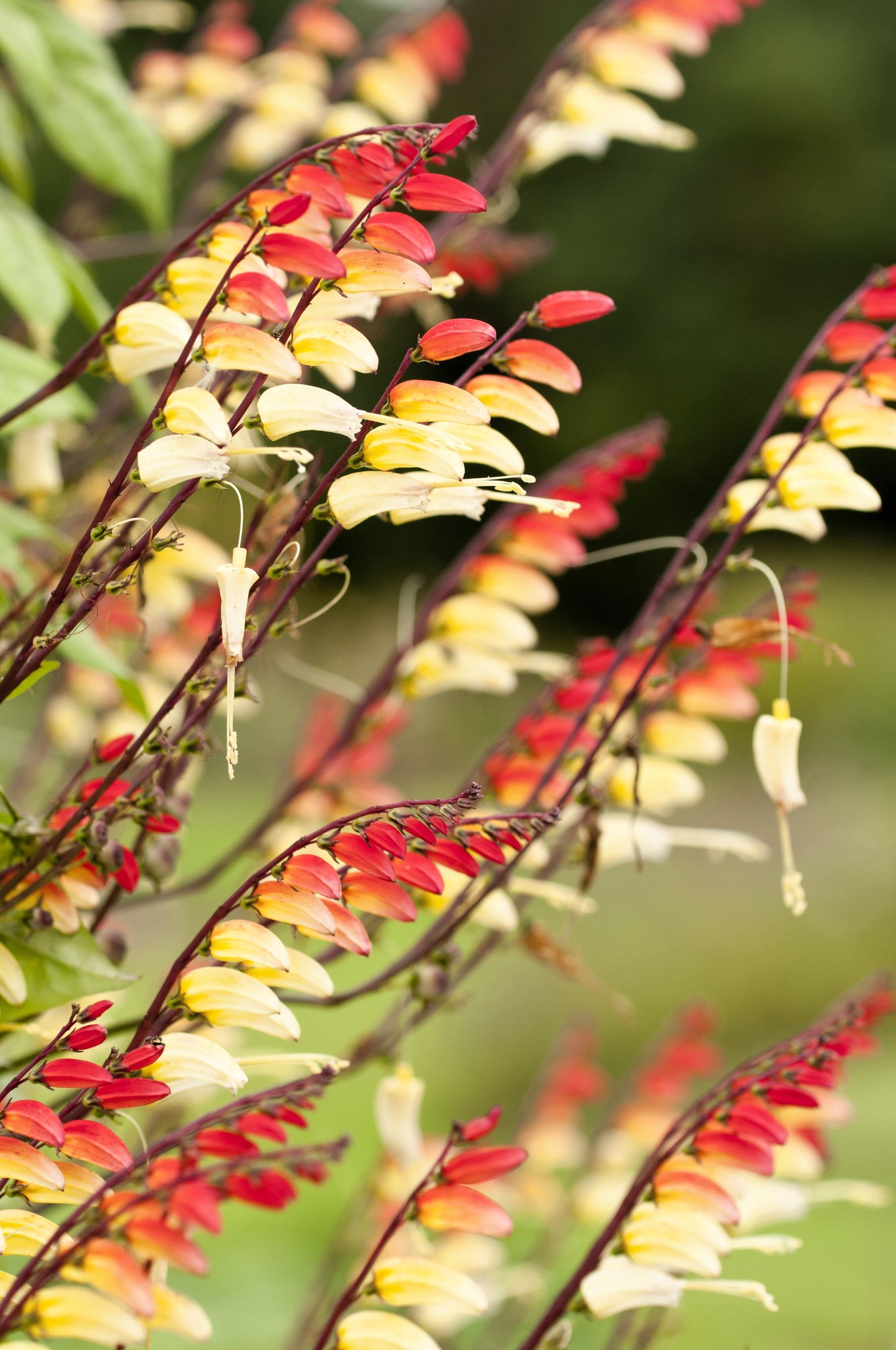 10 FIRECRACKER VINE Flower Mina Lobata Exotic Love Spanish Flag Ipomoea Seeds
