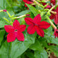 100 Red CRIMSON KING NICOTIANA (Ornamental Flowering Tobacco) Nicotiana Affinis Flower Seeds