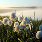 25 TAWNY COTTONGRASS Flower Seeds Eriophorum Virginicum Hare's Tail Cotton Grass Seeds