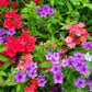 100 Mixed Colors DRUMMOND PHLOX MIX Pink, Red, White, Purple Phlox Drummondii Flower Seeds