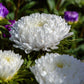 30 Duchess WHITE PAEONY ASTER French Peony Callistephus Double Flower Seeds
