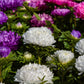 30 Duchess WHITE PAEONY ASTER French Peony Callistephus Double Flower Seeds