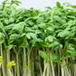1000 Fine Curled PEPPERGRASS / PEPPERCRESS / WATERCRESS Lepidium Sativum Greens Sprouts Vegetable Sprouting Seeds