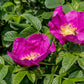 30 JAPANESE RED ROSE Bush Rosa Rugosa Rubra Rugrose Fragrant Flower Seeds