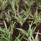 10 Variegated NEW ZEALAND FLAX Phormium Tenax Variegatum Ornamental Grass Flower Seeds
