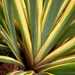 10 Variegated NEW ZEALAND FLAX Phormium Tenax Variegatum Ornamental Grass Flower Seeds