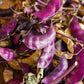 10 Ruby Moon HYACINTH BEAN Lablab Purpureus Blue Purple White Flower Ornamental Vine Seeds