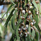 25 TASMANIAN Blue Gum TREE / EUCALYPTUS Globulus Flower Seeds
