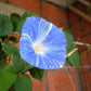 50 Blue & White FLYING Saucers MORNING GLORY Flower Vine Ipomoea Purpurea Seeds