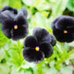 50 BLACK PANSY Clear Crystals Viola Wittrockiana Flower Seeds