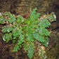 SMALL Live RESURRECTION PLANT Rose of Jericho Dinosaur Fern Miracle Air Houseplant