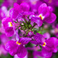 2000 Mixed MOROCCAN TOADFLAX / SNAPDRAGON Linaria Maroccana Flower Seeds