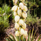 100 YUCCA (Soapweed / Soapwell / Beargrass / Great Plains Yucca) Yucca Glauca Flower Seeds
