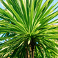 50 CABBAGE PALM / GIANT DRACAENA Australis Cordyline Tree Houseplant Seeds