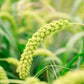 50 LIMELIGHT SPRAY MILLET Light Lime Green Flower Setaria Italica Grass Seeds