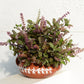 250 Green Tulsi HOLY BASIL Ocimum Sanctum Tenuiflorum Herb Flower Seeds