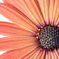25 SALMON AFRICAN DAISY Dimorphotheca Sinuata Apricot Flower Seeds