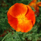 1500 MIKADO POPPY Red Orange California Poppy Flower Eschscholzia Californica Seeds