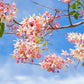 5 PINK SHOWER TREE Cassia Javanica aka Rainbow Shower & Apple Blossom Tree Two Tone Pink, White, Yellow Flower Seeds