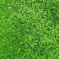 2000 MICROCLOVER Dwarf Miniature Trifolium Repens White Flower Clover Lawn Seeds