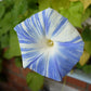 50 Blue & White FLYING Saucers MORNING GLORY Flower Vine Ipomoea Purpurea Seeds