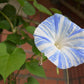 40 CARNEVALE di VENEZIA MORNING GLORY Pink & Purple with White Stripes Ipomoea Purpurea Flower Vine Seeds