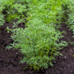 1500 DUKAT DILL Anethum Graveolens Sweet Heirloom European Herb Vegetable Seeds