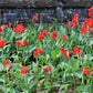 5 RED CANNA LILY Indian Shot Canna Indica Flower Seeds