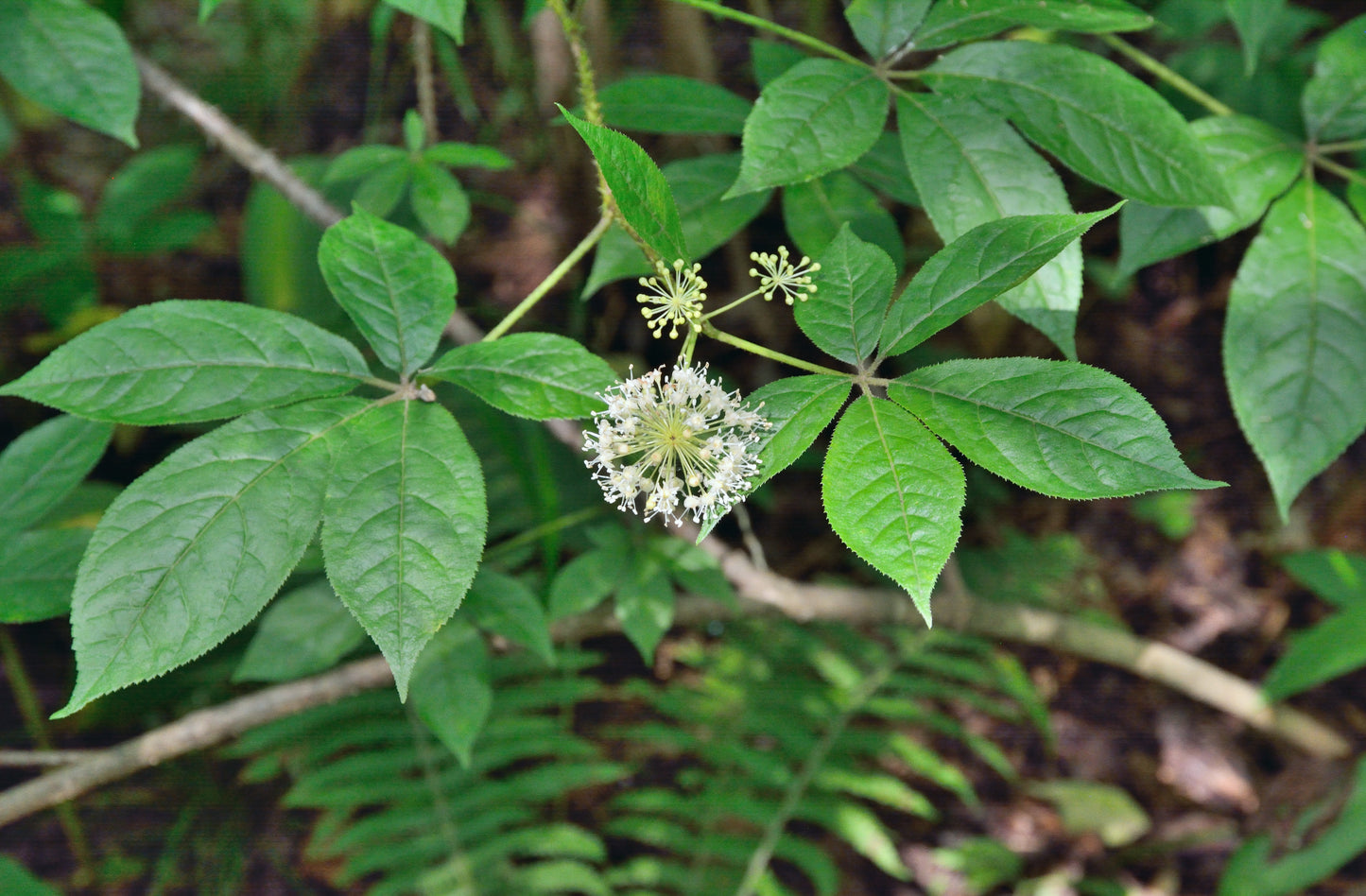20 SIBERIAN GINSENG Eleutherococcus Senticosus Ci Wu Jia Herb Shrub Seeds