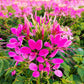 200 CHERRY QUEEN CLEOME Spinosa Hassleriana Carmine Rose Spider Flower Seeds