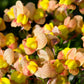 2000 BABY SNAPDRAGON Toadflax Linaria Maroccana Flower Seeds